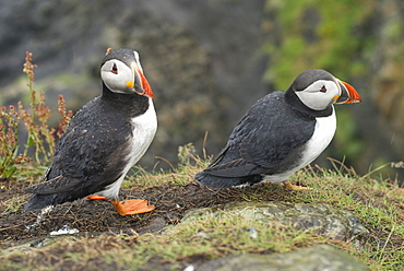 Atlantic Puffin (Fratercula arctica), Lunga, Inner Hebrides, Scotland, United Kingdom, Europe