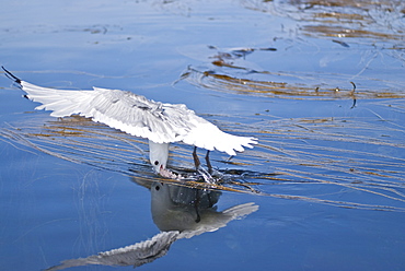 Black-legged kittiwake (Rissa tridactyla), Isle of Lunga, Inner Hebrides, Scotland, United Kingdom, Europe