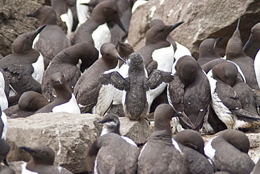 Common guillemot (Uria aalge), Isle of Lunga, Inner Hebrides, Scotland, United Kingdom, Europe