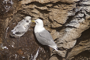 Black-legged kittiwake (Rissa tridactyla), Isle of Lunga, Inner Hebrides, Scotland, United Kingdom, Europe