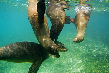 Galapagos sea lion - Zalophus californianus wollebacki.  Galapagos, Pacific Ocean