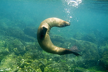 Galapagos sea lion - Zalophus californianus wollebacki.  Galapagos, Pacific Ocean