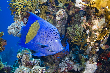 Arabian Angelfish (Pomacanthus maculosas). Red Sea.