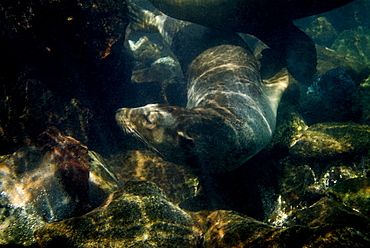 Galapagos sea lion - Zalophus californianus wollebacki.  Galapagos, Pacific Ocean