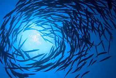 Blackfin Barracuda (Sphyraena qenie). Red Sea.