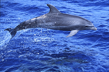 Pacific Bottlenose Dolphin, Tursiops truncatus, bow riding off the coast of Palaoa Point, Lanai, HI
