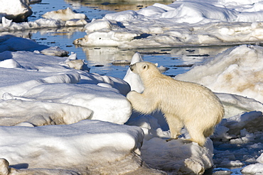 Polar bear (Ursus maritimus) on multi-year ice floes in the Barents Sea off the eastern coast of EdgeØya (Edge Island) in the Svalbard Archipelago, Norway.