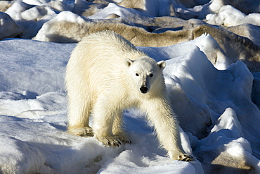 Curious young female polar bear (Ursus maritimus) on multi-year ice floes in the Barents Sea off the eastern coast of EdgeØya (Edge Island) in the Svalbard Archipelago, Norway.