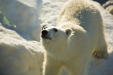 Curious young female polar bear (Ursus maritimus) on multi-year ice floes in the Barents Sea off the eastern coast of EdgeØya (Edge Island) in the Svalbard Archipelago, Norway.