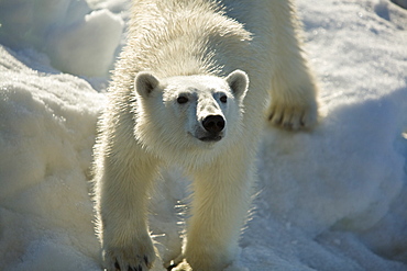 Curious young female polar bear (Ursus maritimus) on multi-year ice floes in the Barents Sea off the eastern coast of EdgeØya (Edge Island) in the Svalbard Archipelago, Norway.