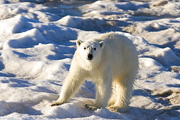 Curious young female polar bear (Ursus maritimus) on multi-year ice floes in the Barents Sea off the eastern coast of EdgeØya (Edge Island) in the Svalbard Archipelago, Norway.