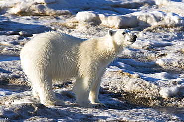 Curious young female polar bear (Ursus maritimus) on multi-year ice floes in the Barents Sea off the eastern coast of EdgeØya (Edge Island) in the Svalbard Archipelago, Norway.