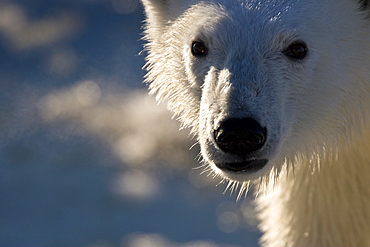 Curious young female polar bear (Ursus maritimus) on multi-year ice floes in the Barents Sea off the eastern coast of EdgeØya (Edge Island) in the Svalbard Archipelago, Norway.