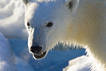 Curious young female polar bear (Ursus maritimus) on multi-year ice floes in the Barents Sea off the eastern coast of EdgeØya (Edge Island) in the Svalbard Archipelago, Norway.