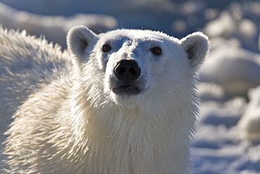 Curious female polar bear (Ursus maritimus) on multi-year ice floes in the Barents Sea off the eastern coast of EdgeØya (Edge Island) in the Svalbard Archipelago, Norway.