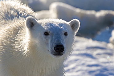 Curious young female polar bear (Ursus maritimus) on multi-year ice floes in the Barents Sea off the eastern coast of EdgeØya (Edge Island) in the Svalbard Archipelago, Norway.