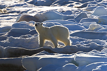 Curious young female polar bear (Ursus maritimus) on multi-year ice floes in the Barents Sea off the eastern coast of EdgeØya (Edge Island) in the Svalbard Archipelago, Norway.