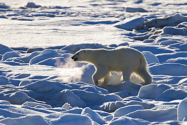 Curious young female polar bear (Ursus maritimus) on multi-year ice floes in the Barents Sea off the eastern coast of EdgeØya (Edge Island) in the Svalbard Archipelago, Norway.