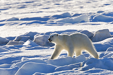 Curious young female polar bear (Ursus maritimus) on multi-year ice floes in the Barents Sea off the eastern coast of EdgeØya (Edge Island) in the Svalbard Archipelago, Norway.