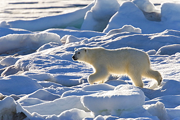 Curious young female polar bear (Ursus maritimus) on multi-year ice floes in the Barents Sea off the eastern coast of EdgeØya (Edge Island) in the Svalbard Archipelago, Norway.