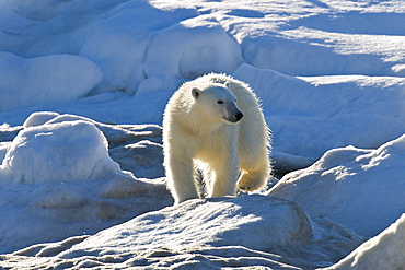 Curious young female polar bear (Ursus maritimus) on multi-year ice floes in the Barents Sea off the eastern coast of EdgeØya (Edge Island) in the Svalbard Archipelago, Norway.