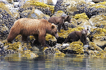 Coastal Brown Bear (Ursus arctos horibilis) mother with three cubs foraging at low tide in Glacier Bay National Park, Southeast Alaska, USA.