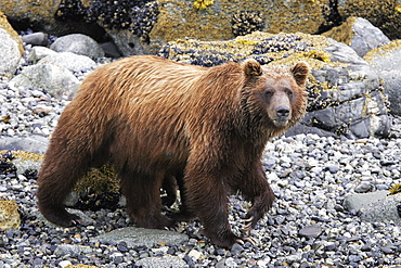 Coastal Brown Bear (Ursus arctos horibilis) mother foraging at low tide in Glacier Bay National Park, Southeast Alaska, USA.