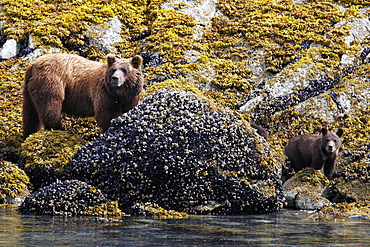 Coastal Brown Bear (Ursus arctos horibilis) mother with cubs foraging at low tide in Glacier Bay National Park, Southeast Alaska, USA.