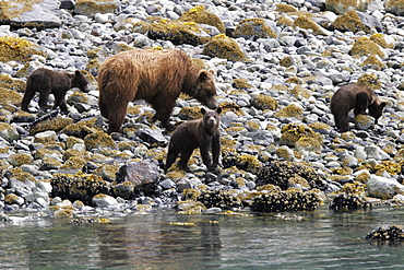 Coastal Brown Bear (Ursus arctos horibilis) mother with three cubs foraging at low tide in Glacier Bay National Park, Southeast Alaska, USA.