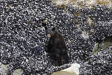 North American Black Bear (Ursus americanus) cub feeding on mussels at low tide in Tracy Arm, Southeast Alaska, USA. Pacific Ocean.