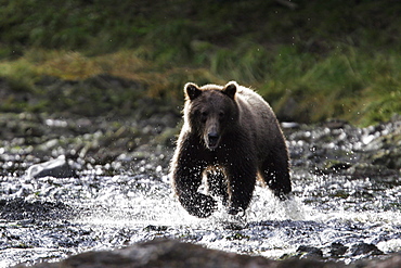 Adult coastal brown bear (Ursus arctos) fishing for salmon in a stream filled with Pink Salmon. Pavlov Harbor, Chichagof Island, southeast Alaska, USA.