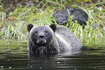 Adult coastal brown bear (Ursus arctos horibilis) fishing for pink slamon in a shallow stream on Chichagof Island, Southeast Alaska, USA.