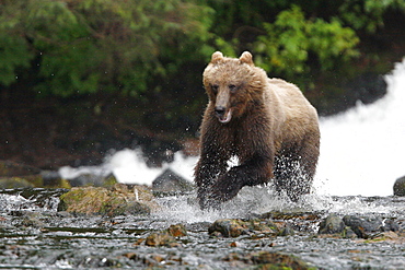 Adult coastal brown bear (Ursus arctos horibilis) fishing for pink slamon in a shallow stream on Chichagof Island, Southeast Alaska, USA.