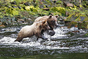 Coastal brown bear (Ursus arctos horibilis) mother and cub fishing for pink slamon in a shallow stream on Chichagof Island, Southeast Alaska, USA.