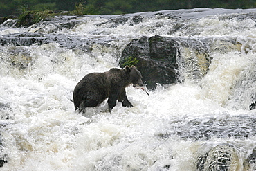 Adult coastal brown bear (Ursus arctos horibilis) fishing for pink slamon in a shallow stream on Chichagof Island, Southeast Alaska, USA.