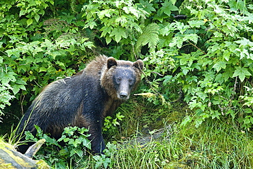 A young Brown Bear (Ursus arctos) scavenging and fishing along the banks of a salmon-filled stream in Red Bluff Bay on Baranof Island in Southeast Alaska, USA. Pacific Ocean.   (rr)