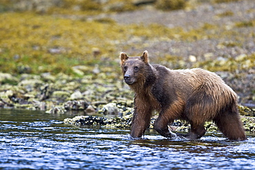 A young Brown Bear (Ursus arctos) scavenging and fishing for salmon along the beach on Chichagof Island in Southeast Alaska, USA. Pacific Ocean.   (rr)