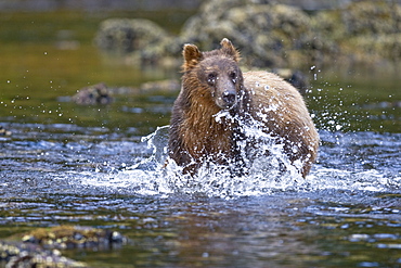 A young Brown Bear (Ursus arctos) scavenging and fishing for salmon along the beach on Chichagof Island in Southeast Alaska, USA. Pacific Ocean.