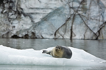 Bearded seal (Erignathus barbatus) hauled out and resting on the ice near Storpollen Glacier in the Svalbard Archipelago, Barents Sea, Norway.