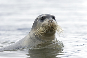 Bearded seal (Erignathus barbatus) swimming amongst the ice near Storpollen Glacier in the Svalbard Archipelago, Barents Sea, Norway.