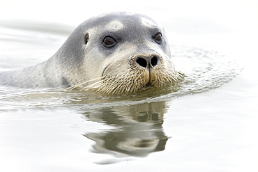 Bearded seal (Erignathus barbatus) swimming amongst the ice near Storpollen Glacier in the Svalbard Archipelago, Barents Sea, Norway.