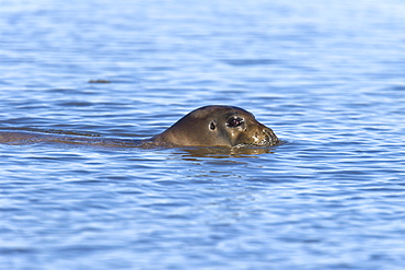 Bearded seal (Erignathus barbatus) swimming amongst the ice near Storpollen Glacier in the Svalbard Archipelago, Barents Sea, Norway.