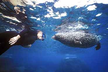 A curious Harbor Seal (Phoca vitulina) approaches a snorkeler on Isla Coronado Sur, Mexico. Pacific Ocean. Model released.
(Restricted Resolution - pls contact us)