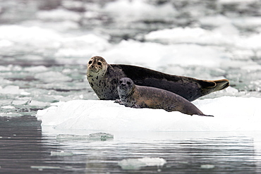 Harbor Seal (Phoca vitulina) mother and pup on ice near Dawes Glacier in Endicott Arm, Southeast Alaska, USA.