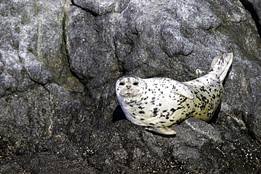 Adult Harbor Seal (Phoca vitulina) hauled out on shore in the Queen Charlotte Islands, British Columbia, Canada. Pacific Ocean.