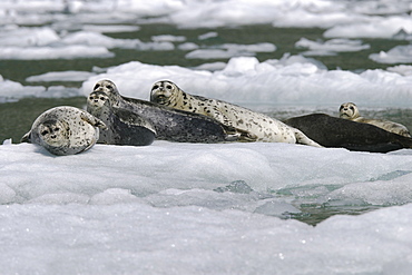 Adult harbor seals (Phoca vitulina) hauled out on ice calved from the Sawyer Glacier in Tracy Arm, Southeast Alaska, USA.