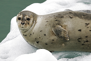 Harbor Seal (Phoca vitulina) mother and pup on ice calved from the Sawyer Glaciers in Tracy arm, Southeast Alaska, USA. Pacific Ocean.