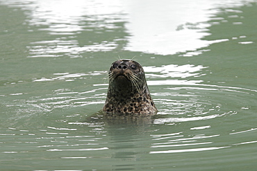 Curious harbor seal (Phoca vitulina) swimming amongst ice calved from the Sawyer Glaciers in Tracy arm, Southeast Alaska, USA. Pacific Ocean.