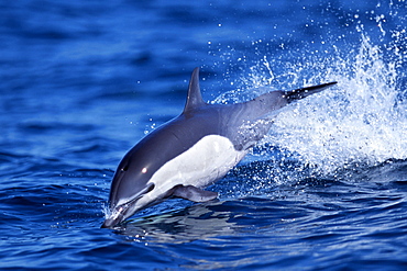 Short-beaked common dolphin leaping in the waters off San Diego, California.