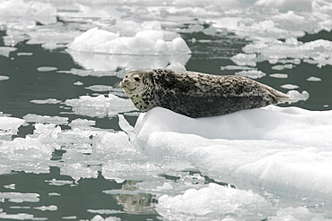 Harbor Seal (Phoca vitulina) mother on ice calved from the Sawyer Glaciers in Tracy arm, Southeast Alaska, USA. Pacific Ocean.